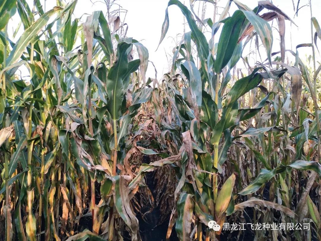 1640677681370847.jpg 7.jpg