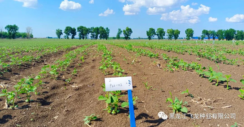 1656469341547622.jpg 11.jpg